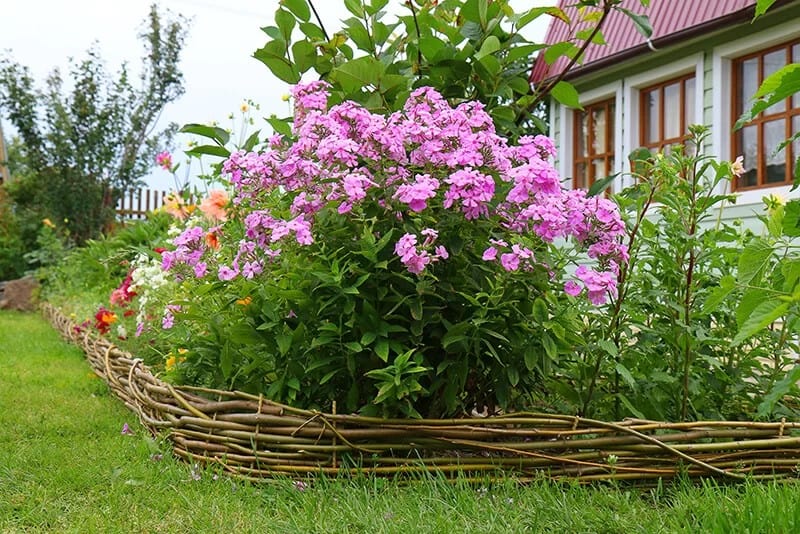 Garden Phlox (Phlox Paniculata ‘Blue Paradise’)