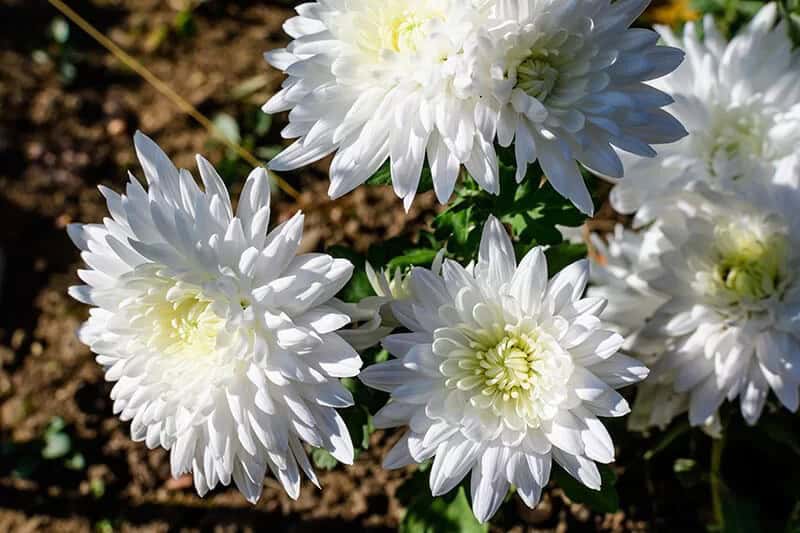 Mums (Chrysanthemum X Morifolium)