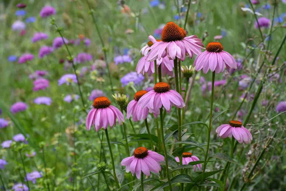 Purple Coneflower (Echinacea purpurea)