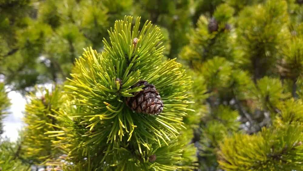 Limbar Pine (Pinus flexilis)