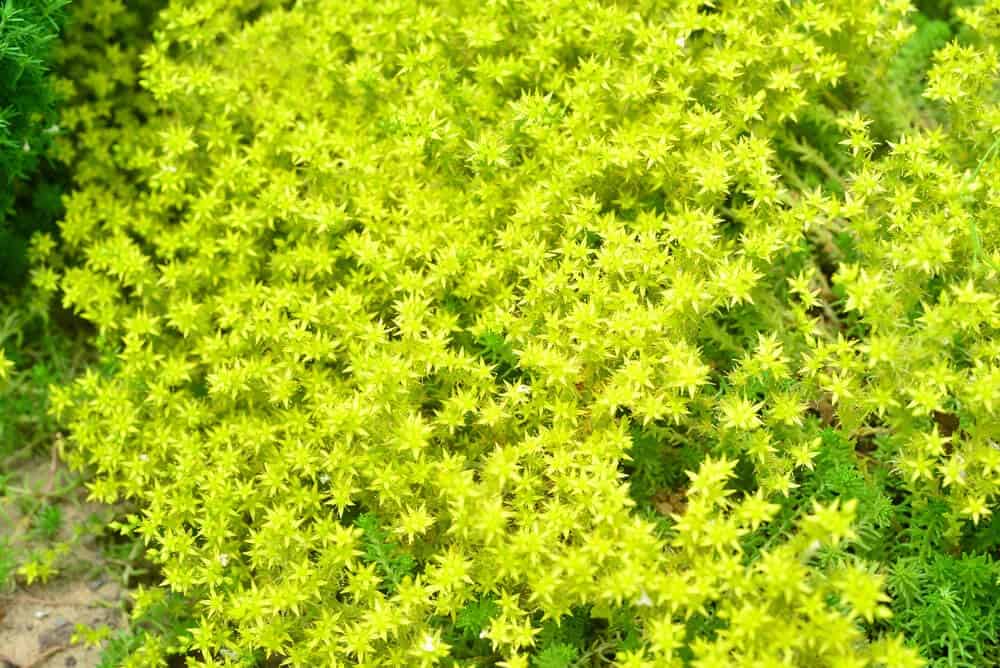 Stonecrop (Sedum)