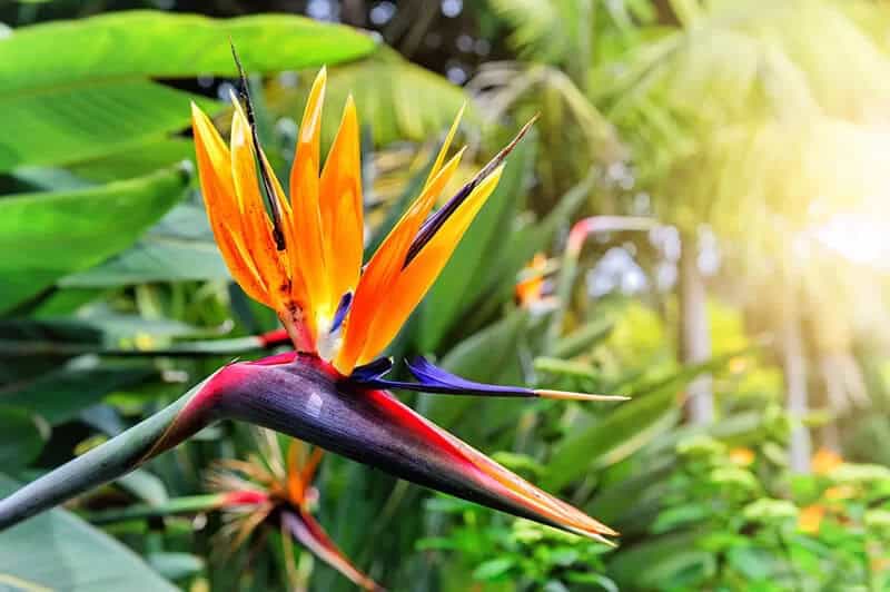 Birds of Paradise (Strelitzia Reginae)