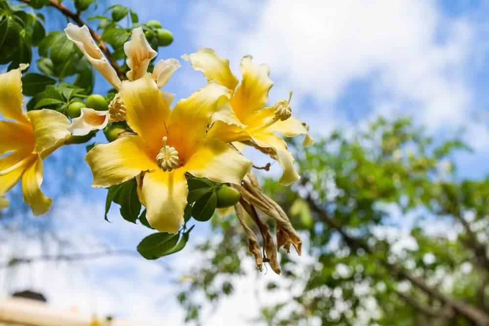 Yellow Silk Floss Tree (Ceiba Speciosa)