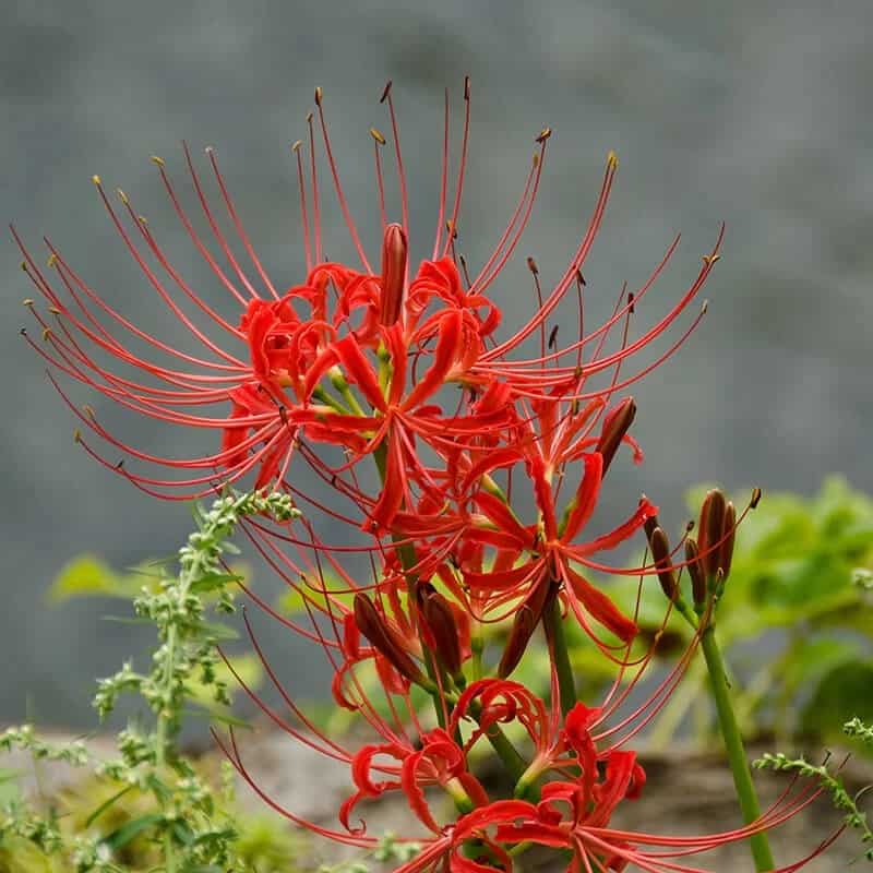 Spider Lily (Nerine Sarniensis)