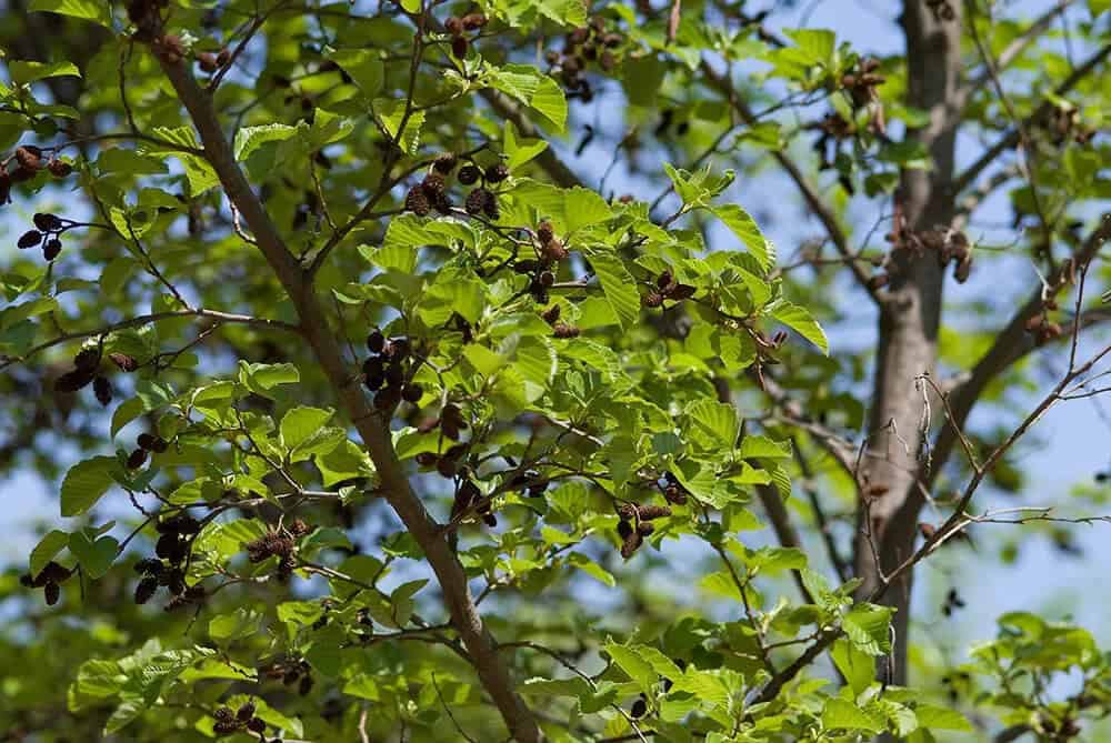 Siberian Alder (Alnus hirsuta)