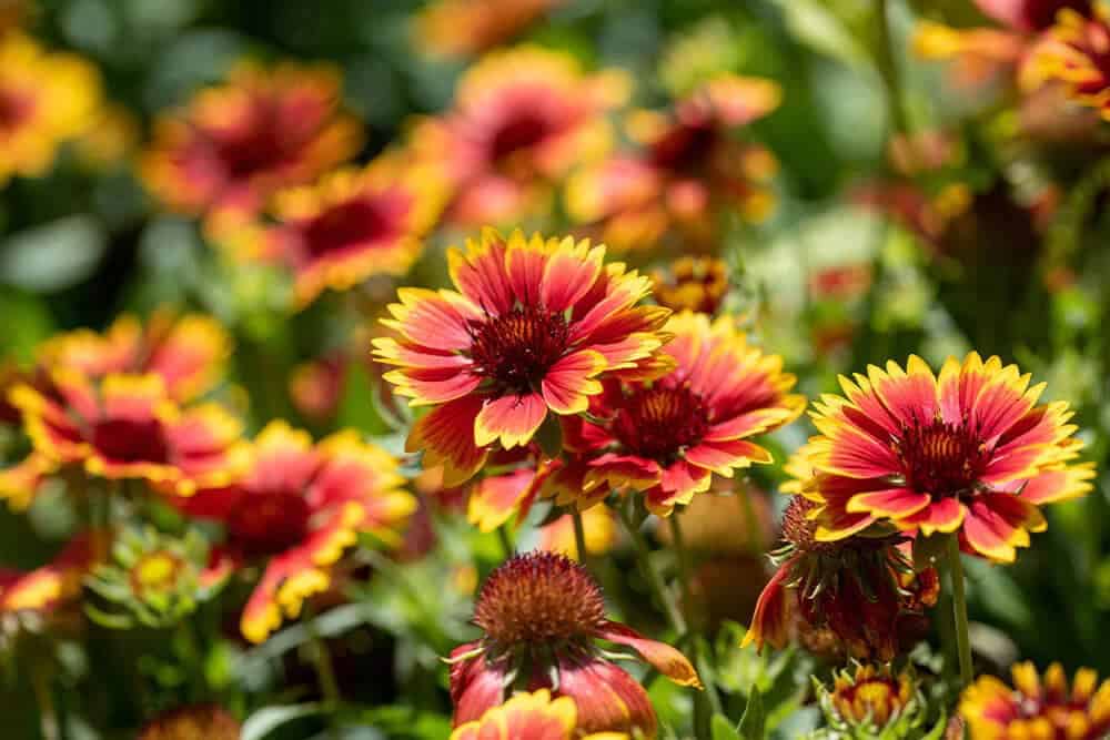 Blanket Flower (Gaillardia)