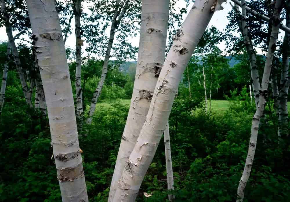 Paper Birch (Betula papyrifera)