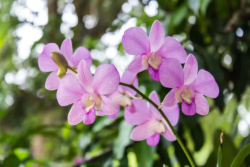 Orchids (Orchidaceae)