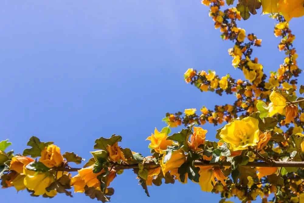 California Flannel Bush (Fremontodendron californicum)