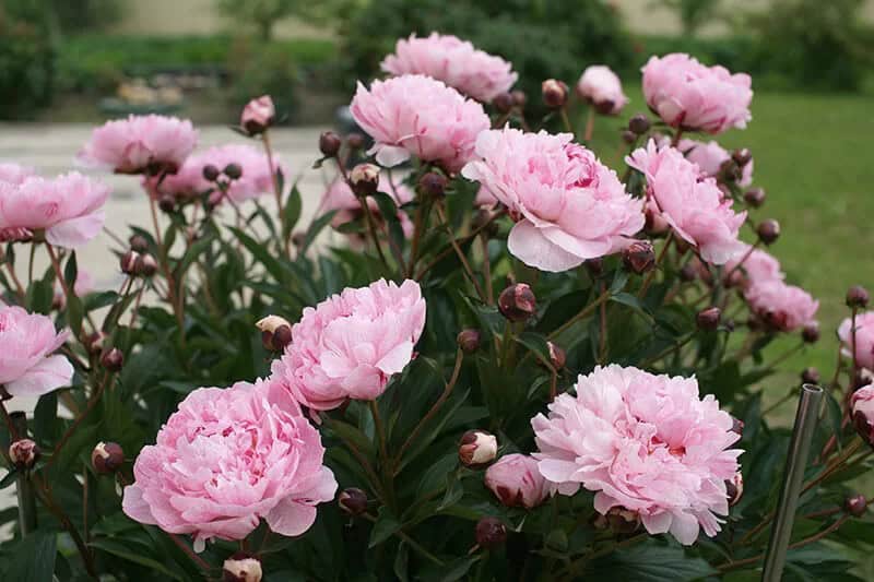 Peony (Paeonia Lactiflora ‘Madame Calot’)