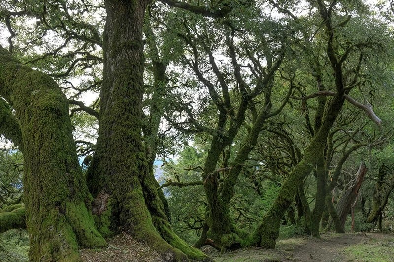 Canyon Live Oak Tree (Quercus Chrysolepis)