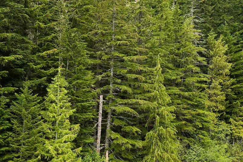 Hemlock Trees: The Douglas Fir (Pseudotsuga Menziesii)