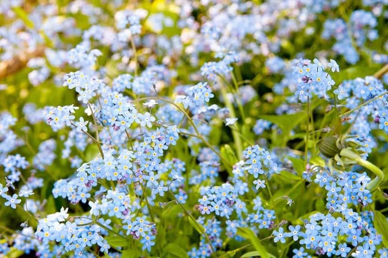 Forget-Me-Nots (Myosotis Scorpioides)