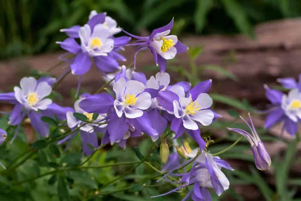 Columbine (Aquilegia spp.)