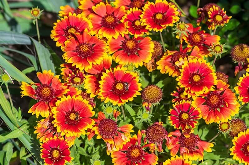 Blanket Flower (Gaillardia Aristata ‘Arizona Sun’)