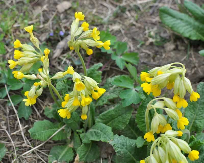 Cowslip (Primula Veris)