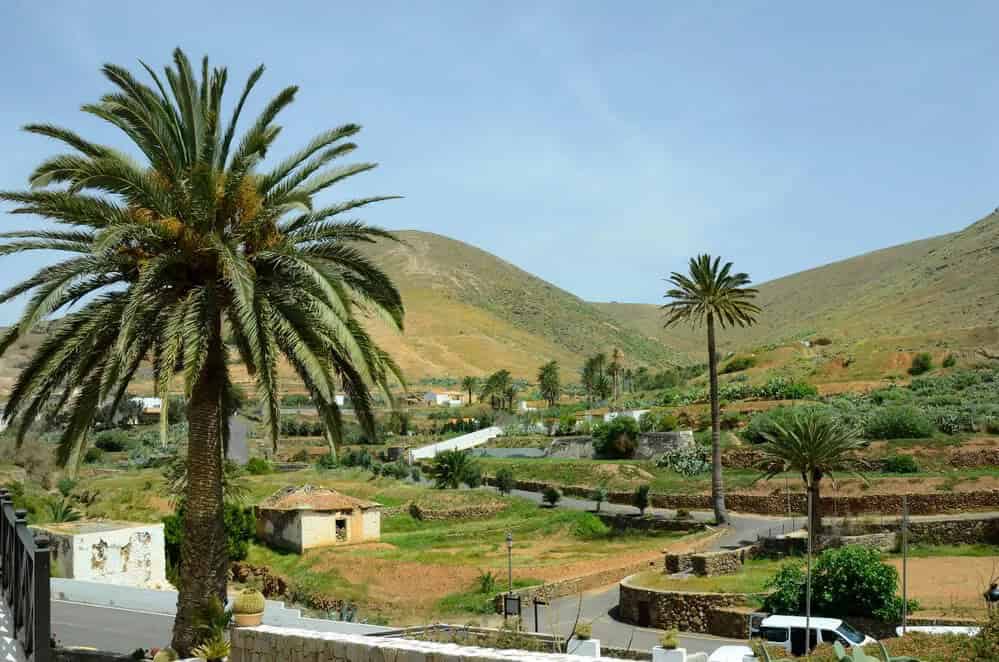 Canary Island Date Palm (Phoenix canariensis)