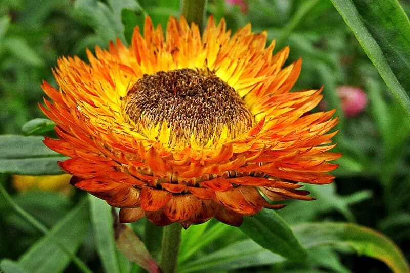 Strawflower (Xerochrysum Bracteatum)