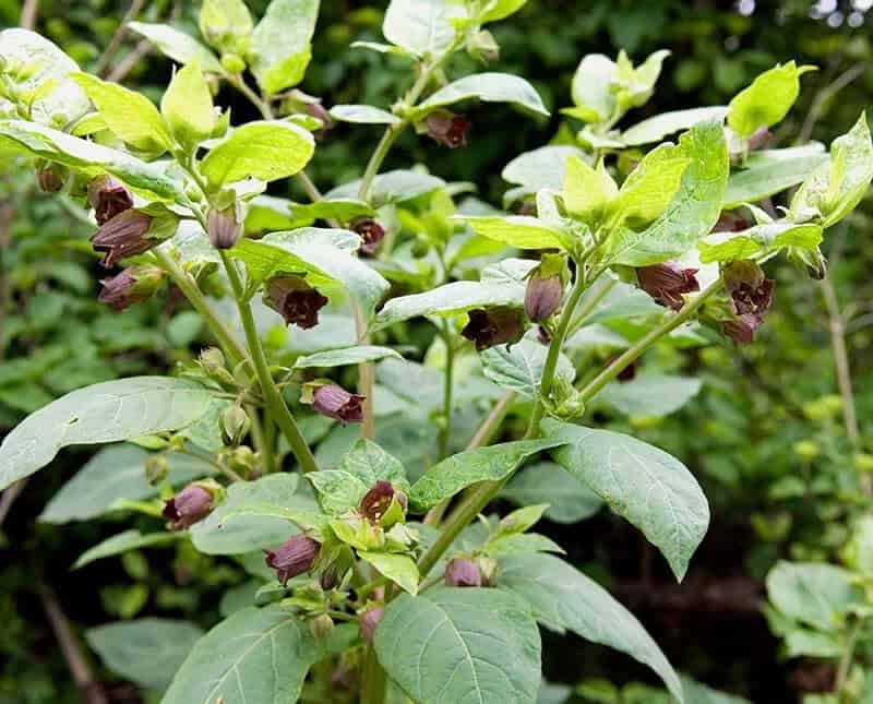 Deadly Nightshade Belladonna (Atropa Belladonna)