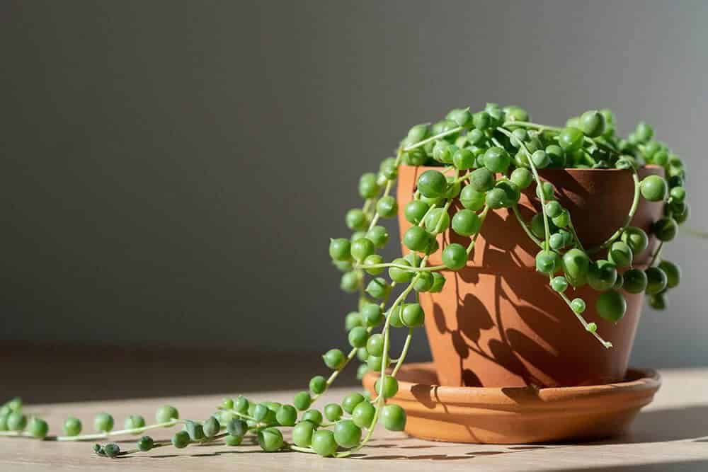 String of Pearls (Curio rowleyanus)