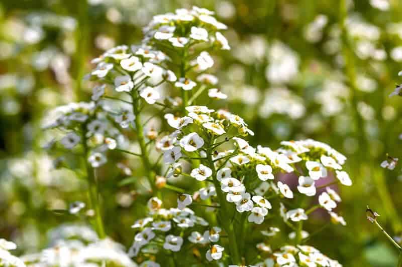 Alyssum (Lobularia Maritima)