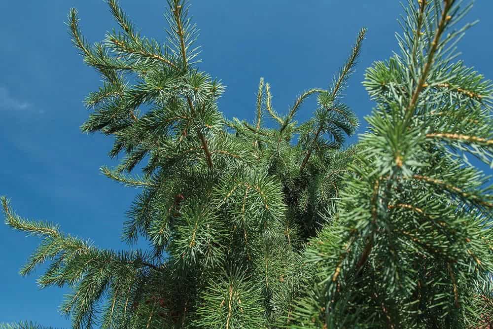 Brewer’s Spruce (Picea breweriana)