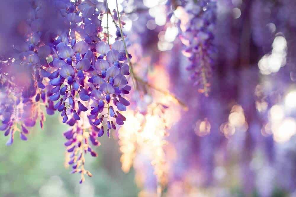 Wisteria (Wisteria sinensis)