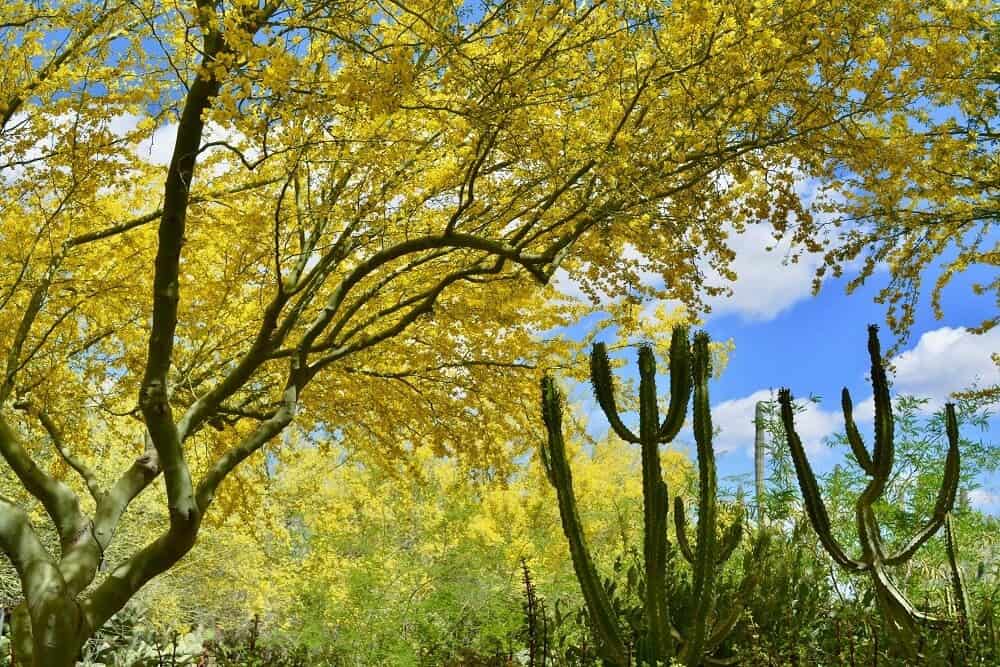 Blue Paloverde (Parkinsonia Florida)