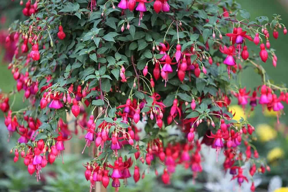 Fuchsia (Fuchsia)