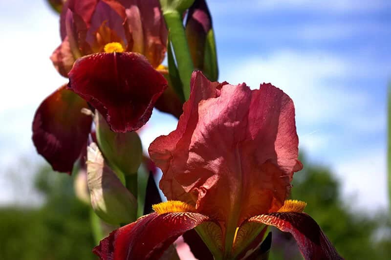 Tall Bearded Iris (Iris ‘Dutch Chocolate’)