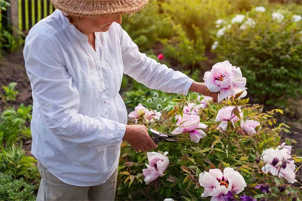 Tree Peony (Paeonia suffruticosa)