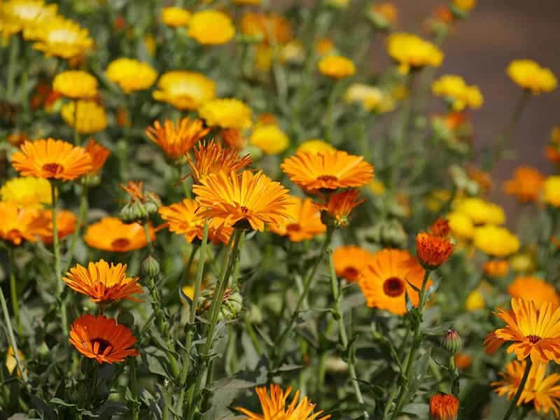 Gerbera Daisy (Scientific Name: Gerbera Jamesonii)