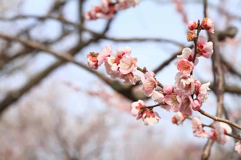 Japanese Apricot (Prunus Mume ‘Fenghou’)