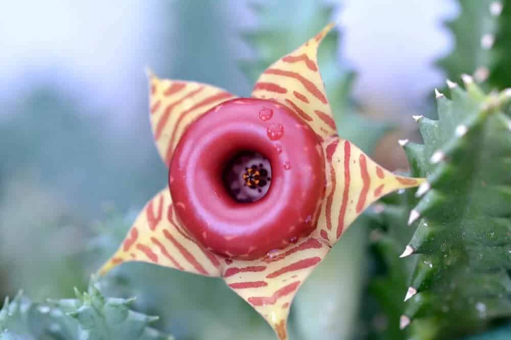 Lifesaver Plant (Huernia zebrina)