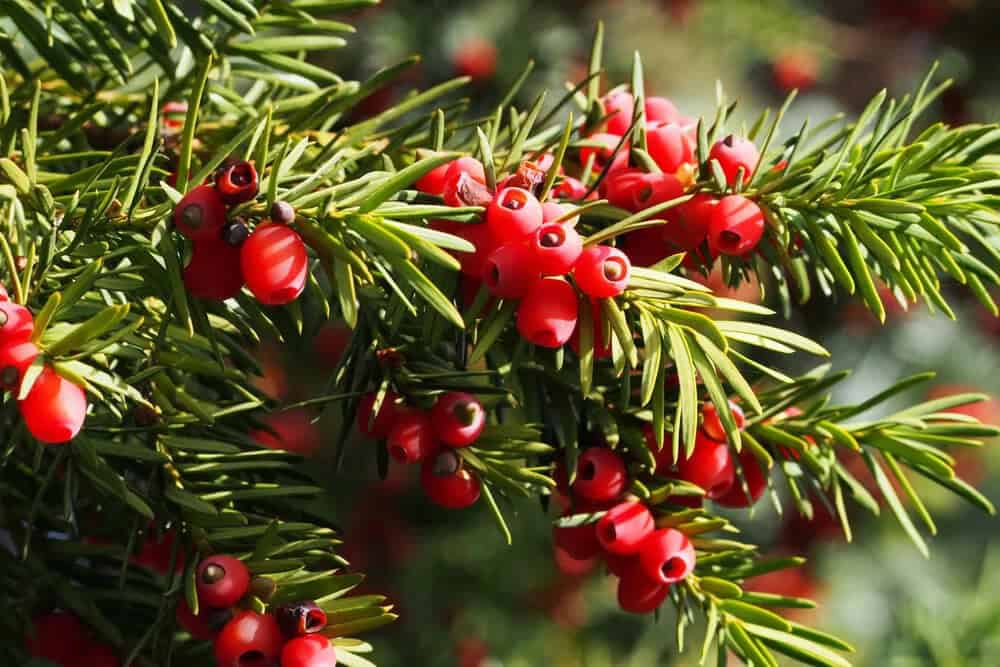 Canada Yew (Taxus canadensis)