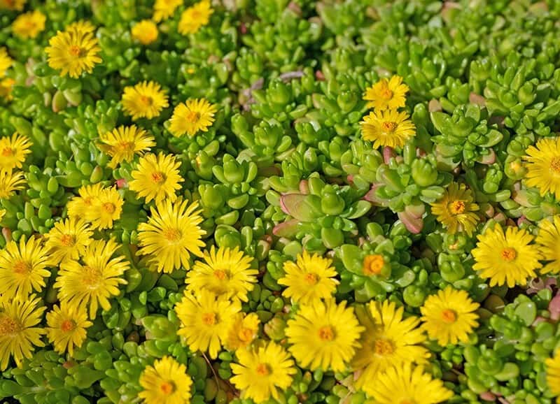 Hardy Yellow Iceplant (Delosperma Nubigenum)