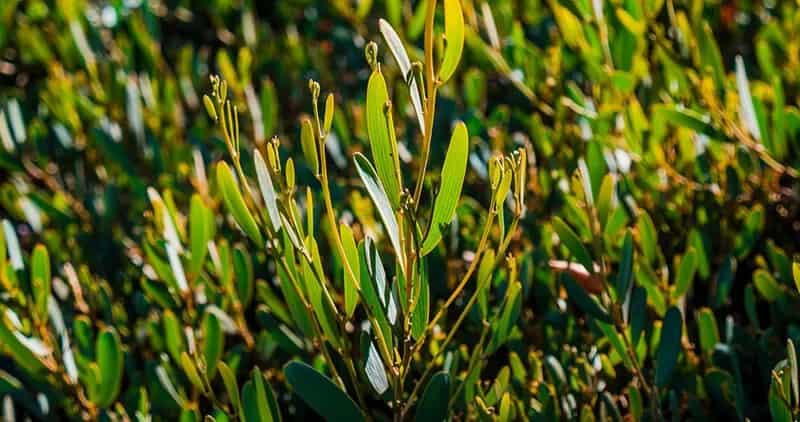 The Common Yew / European Yew (Taxus Baccata)