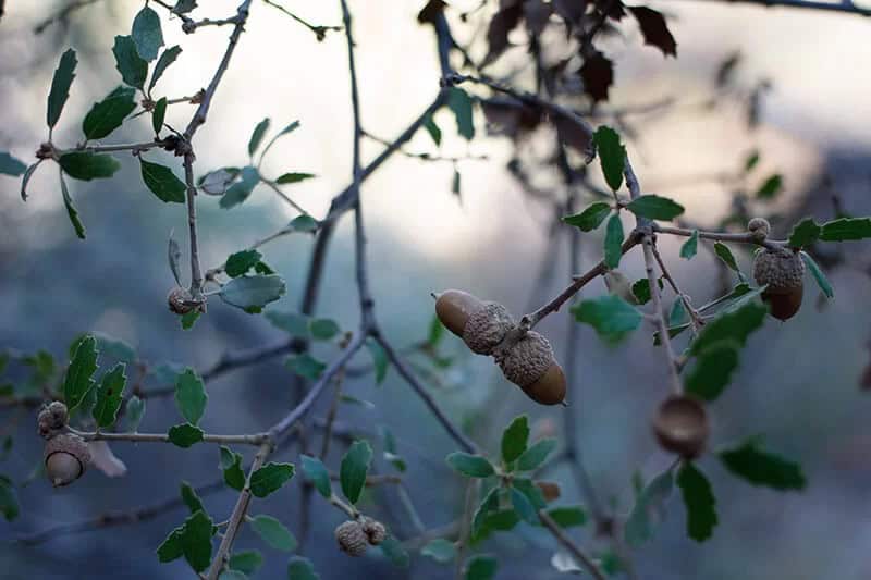 Ajo Mountain Scrub Oak Tree (Quercus Ajoensis)