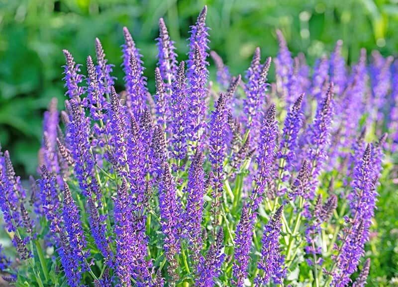 Woodland Sage (Salvia Nemorosa)