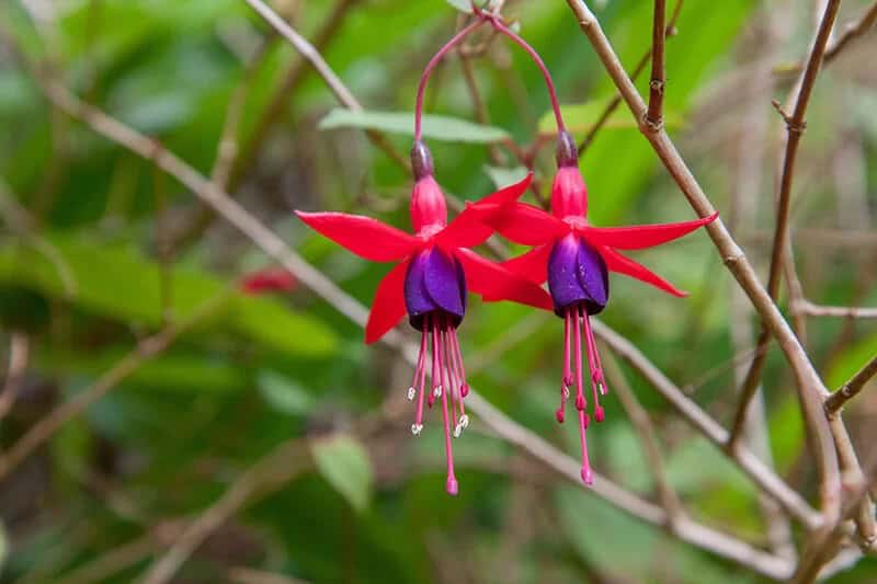 Fuchsia (Fuchsia Magellanica)