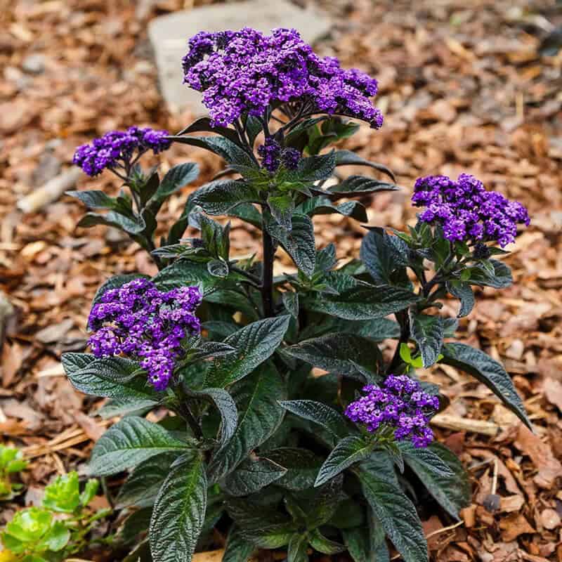 Heliotrope (Heliotropium Arborescens)