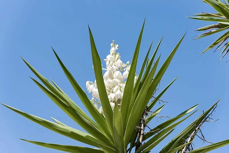 Yucca (Yucca Elephantipesis)