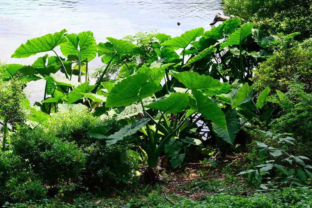 Elephant Ear (Colocasia)