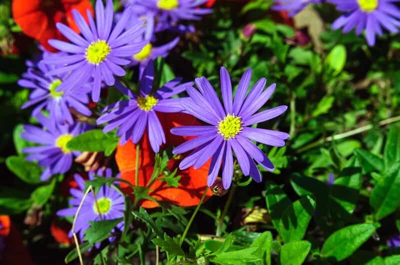 Swan River Daisy (Brachyscome Iberidifolia)