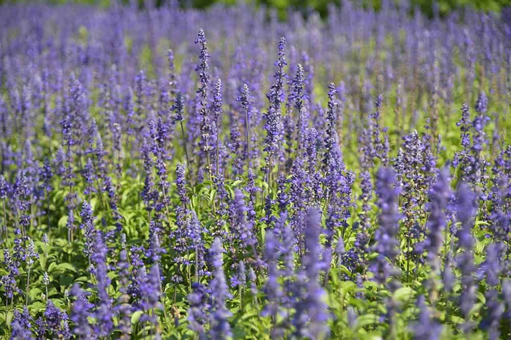 English Lavender (Lavandula angustifolia)