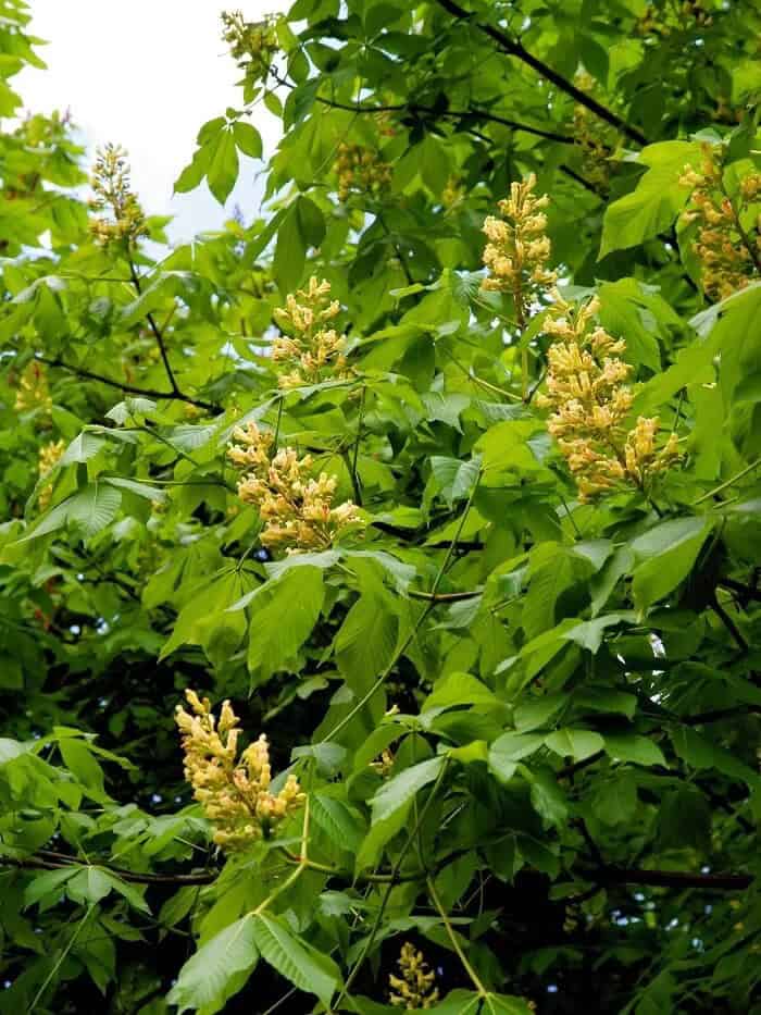 Yellow Buckeye (Aesculus flava)