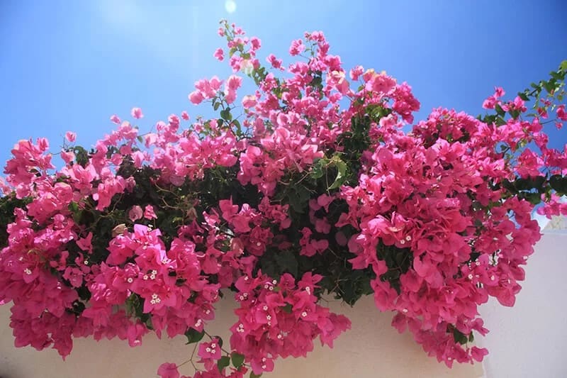 Bougainvillea (Bougainvillea)