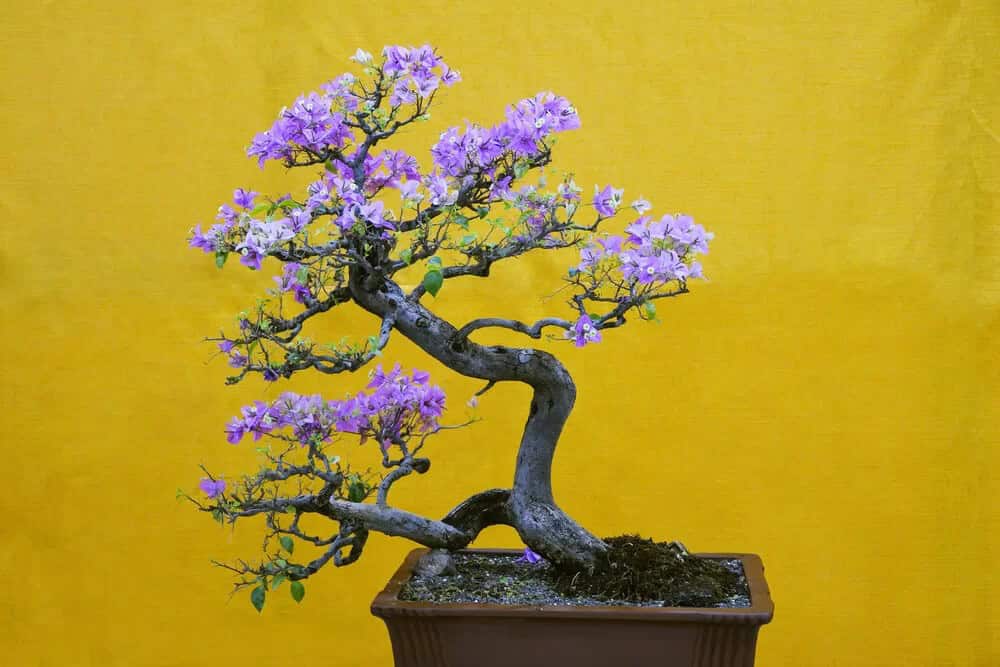 Bougainvillea Bonsai (Bougainvillea spectabilis)