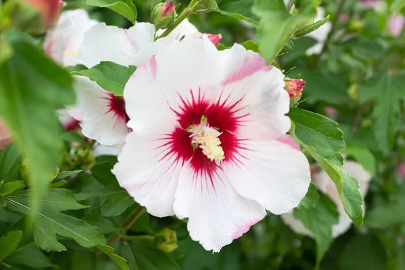 Rose of Sharon (Hibiscus Syriacus ‘Helene’)