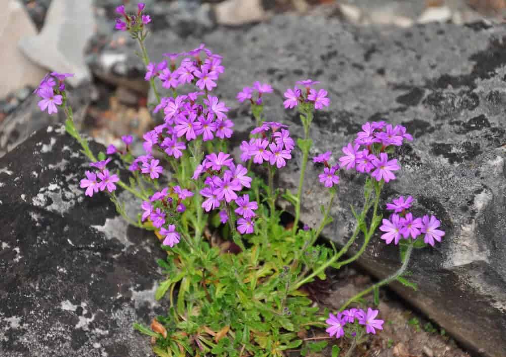 Fairy Foxglove (Erinus alpinus)